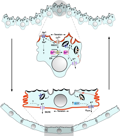 Figure 10.