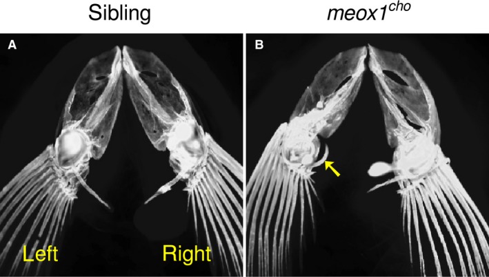 Figure 5