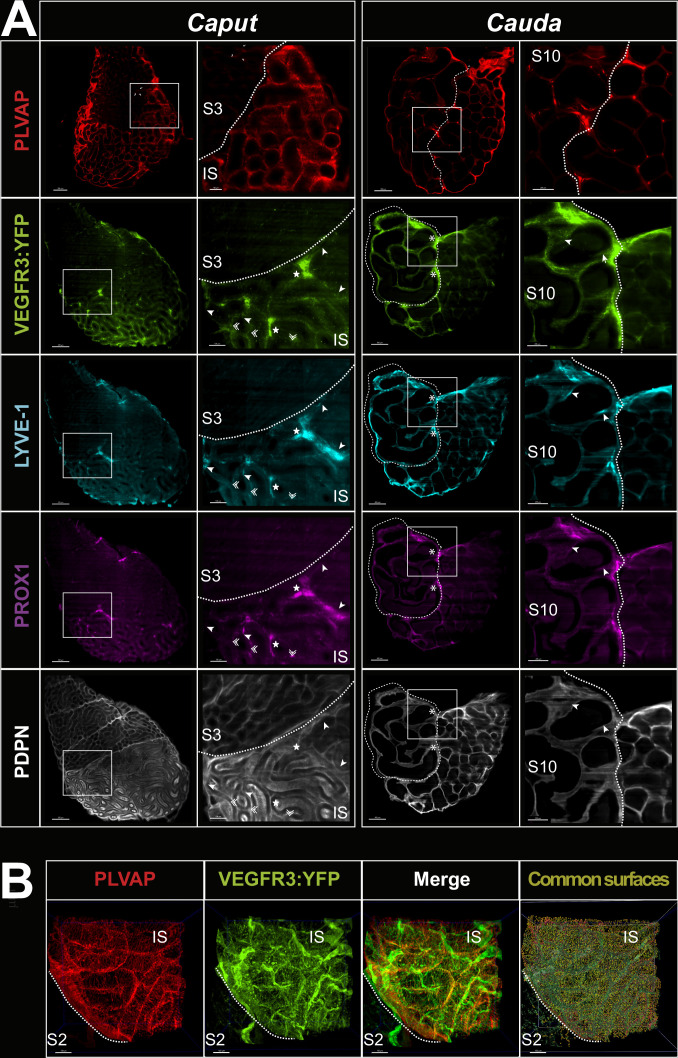 Figure 2—figure supplement 3.