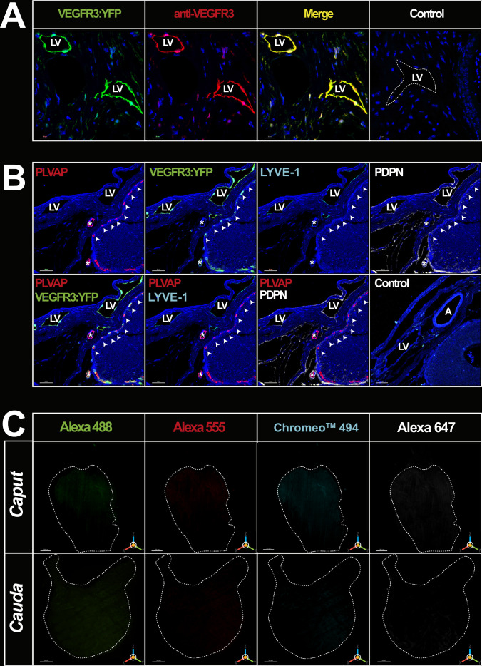 Figure 2—figure supplement 1.