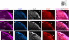 Figure 2—figure supplement 2.