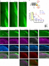 Figure 6—figure supplement 1.