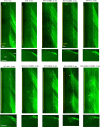 Figure 2—figure supplement 1.