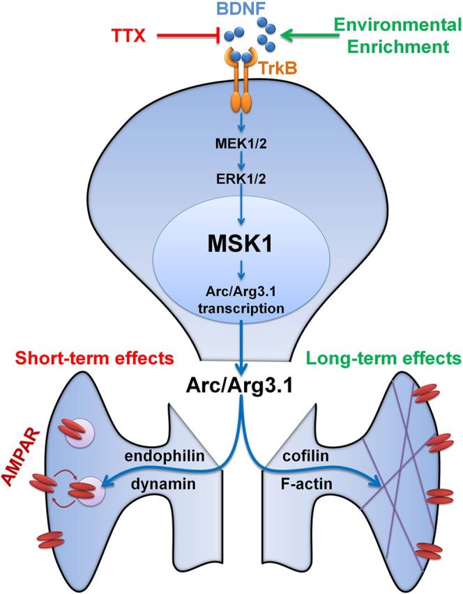 Figure 11.