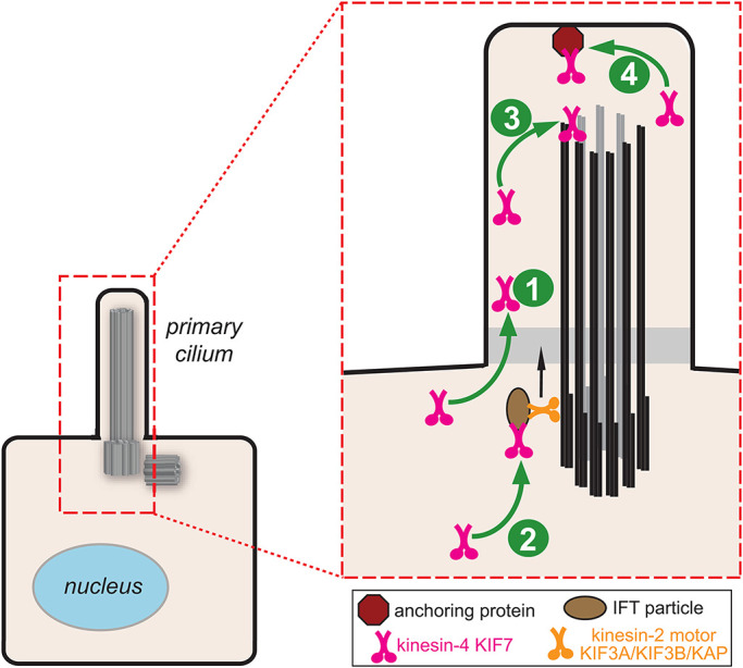 FIGURE 1: