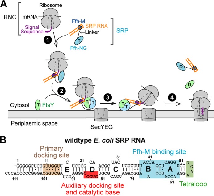 FIGURE 1.