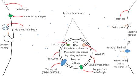 graphic file with name nihms-769763-f0001.jpg