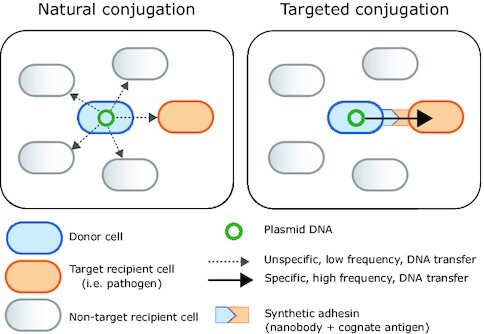 Graphical Abstract