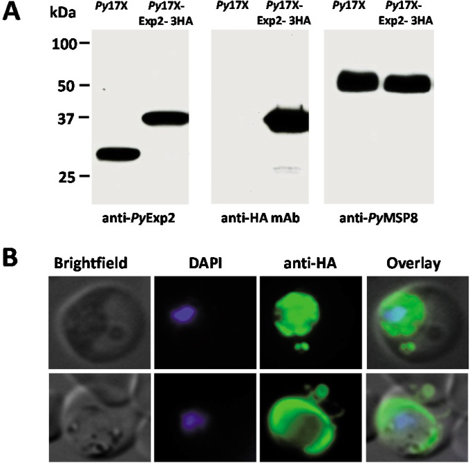 FIG 3