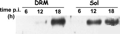 FIG. 10.