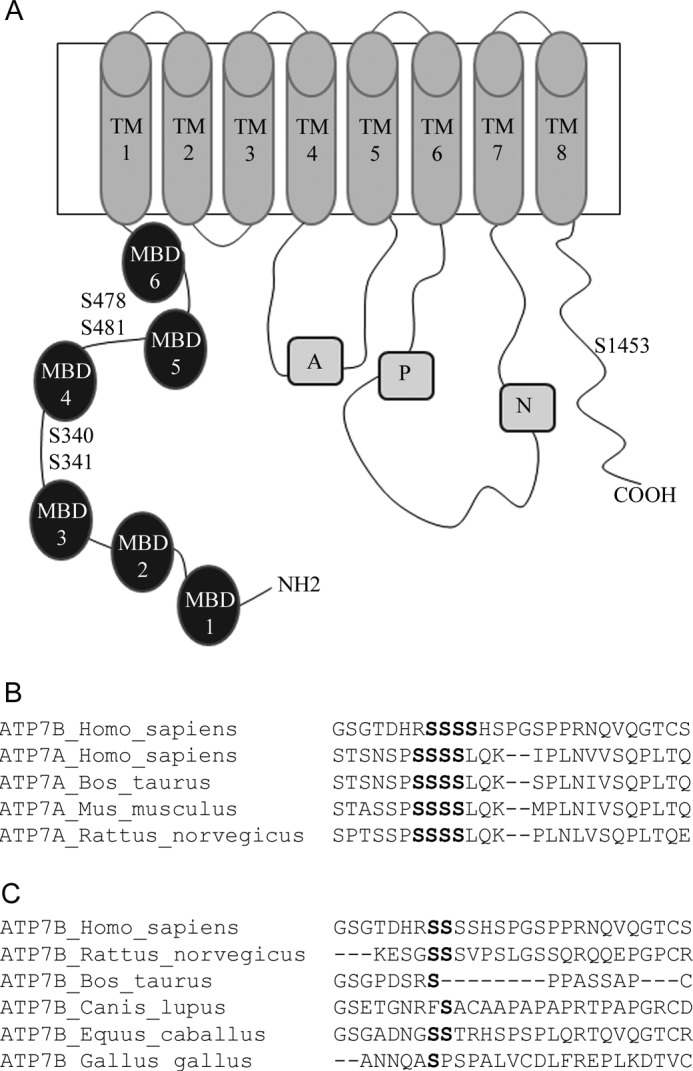 FIGURE 1.