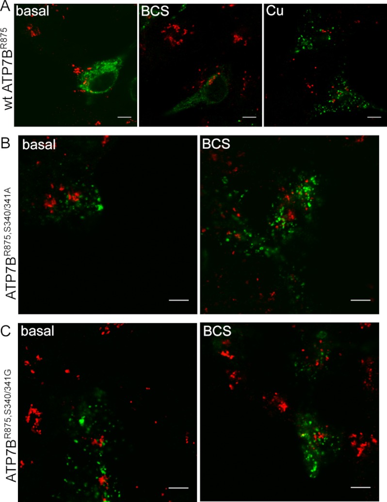 FIGURE 4.