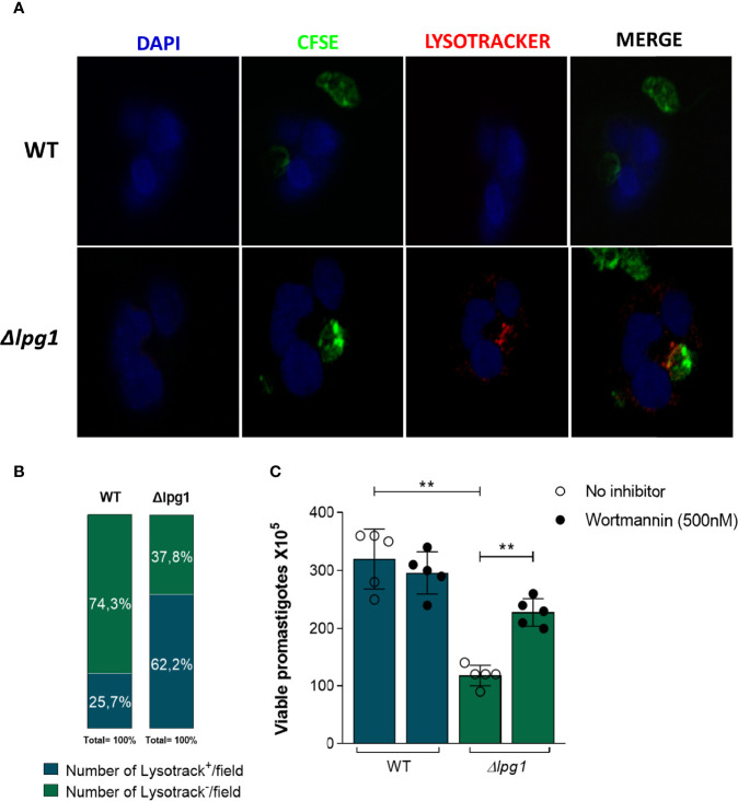 Figure 2