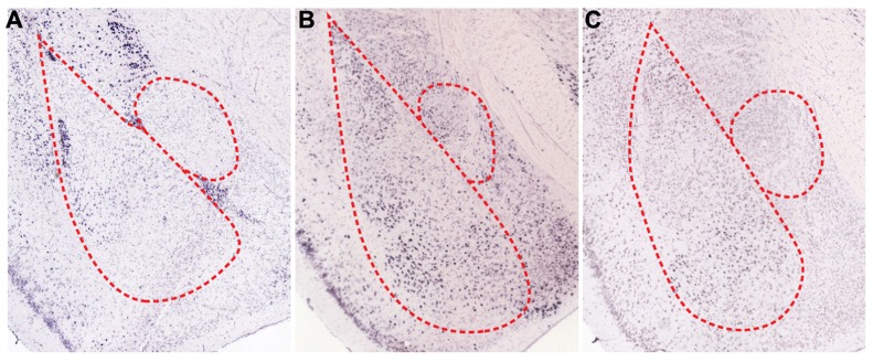 FIGURE 3