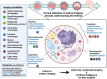 Graphical Abstract