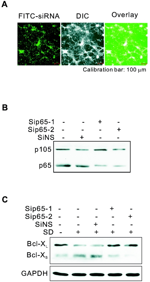 FIG. 3.