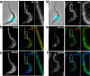 Fig. 3.