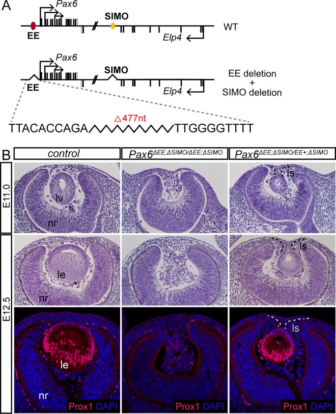 Fig 6