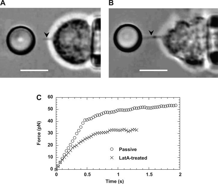 Fig. 5.