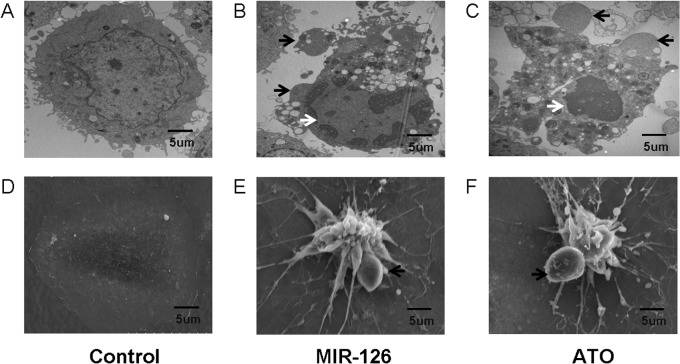 Fig 16