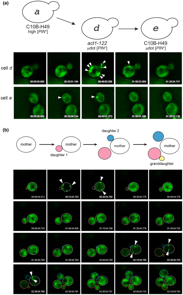 FIGURE 4