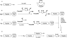 Scheme 2