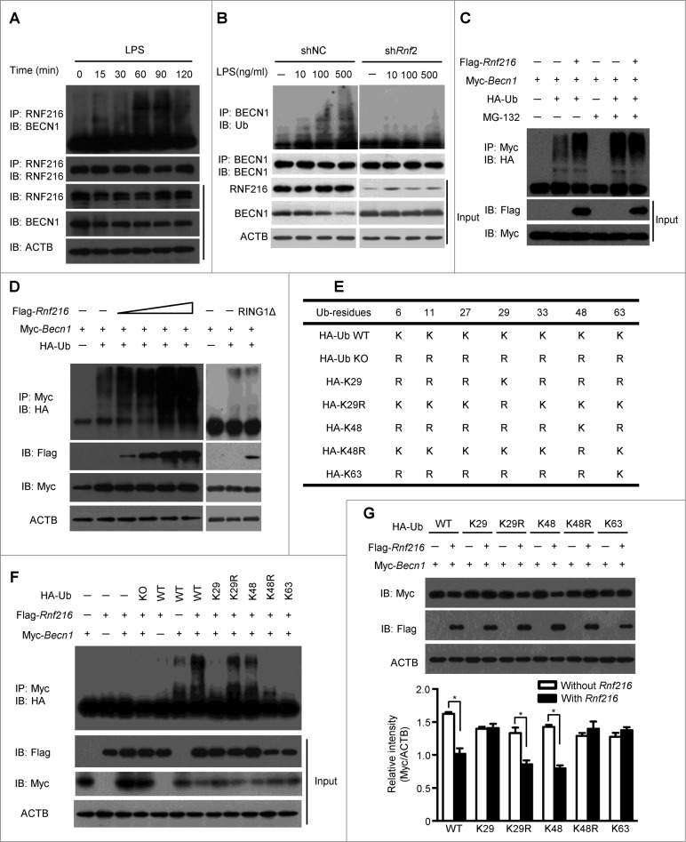 Figure 5 (see previous page).