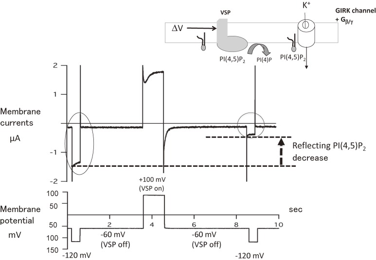 Figure 5. 