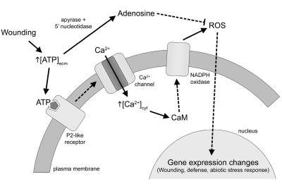 Figure 7.