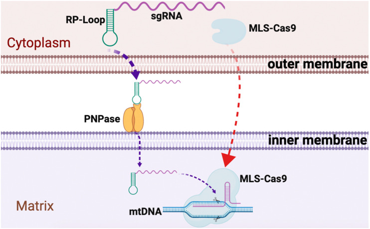 FIGURE 4