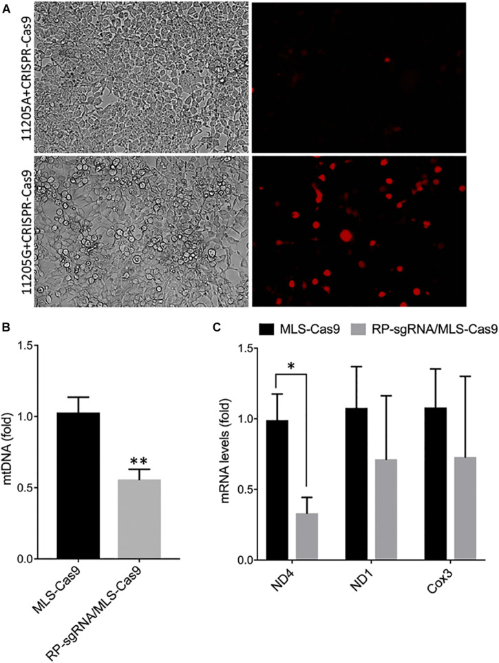 FIGURE 3