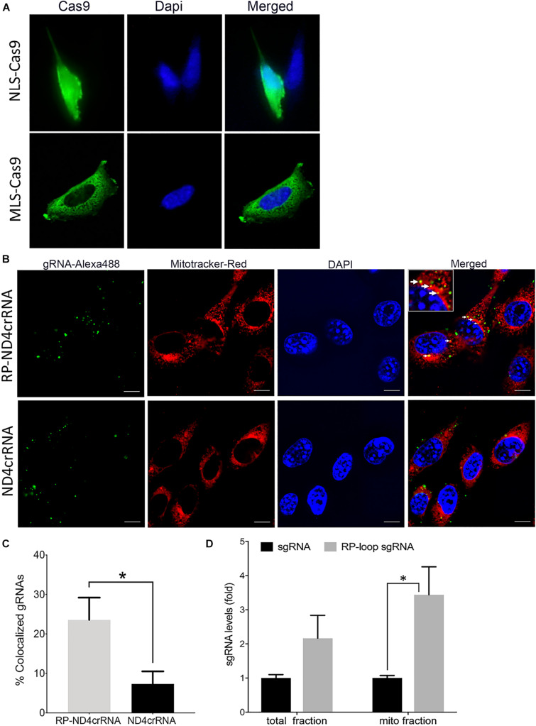 FIGURE 2