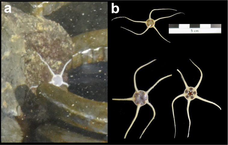 Figure 189.