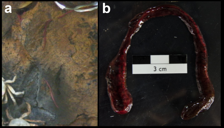 Figure 210.