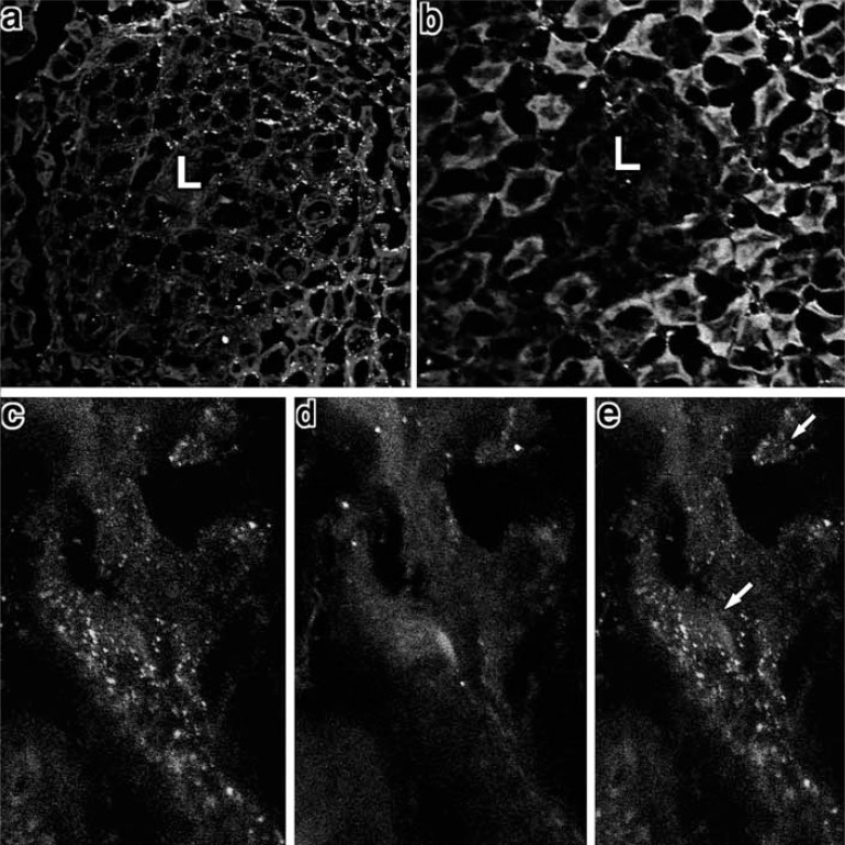 Fig. (7)