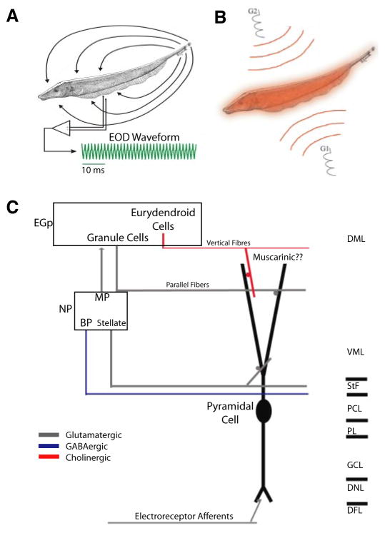 FIG. 1