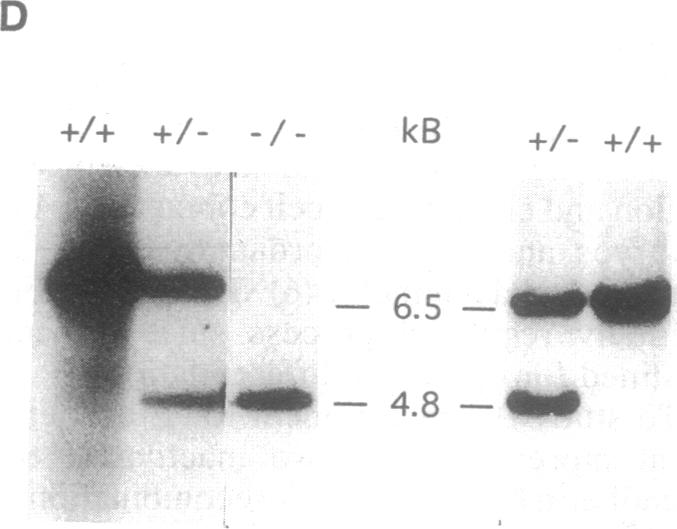 graphic file with name pnas01139-0441-a.jpg