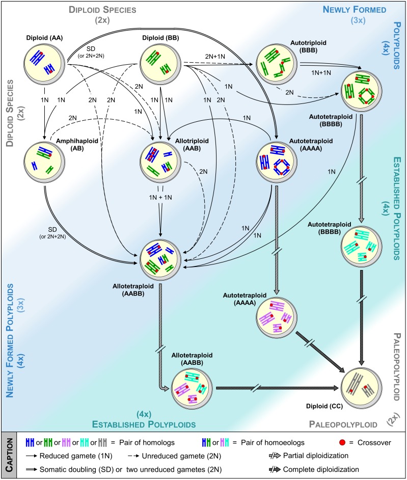 FIGURE 1