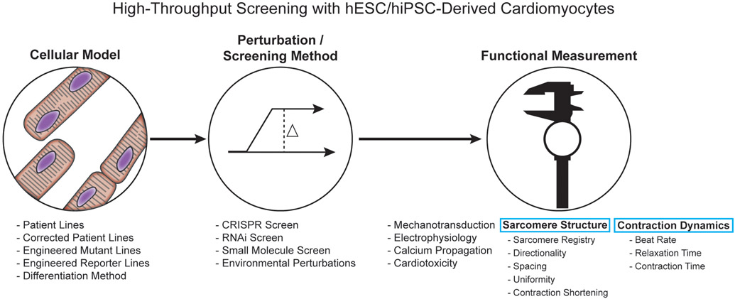 Components to consider when performing a high-throughput screen on human pluripotent stem cell-derived cardiomyocytes.