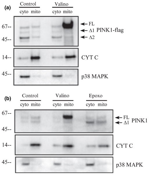 Fig. 2