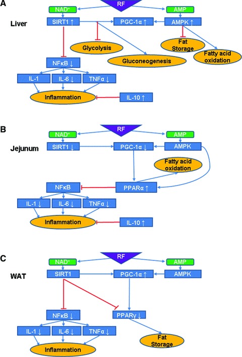 Fig 10