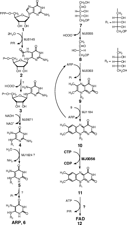 FIG. 1.