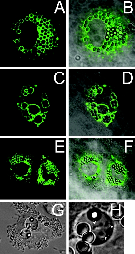 FIG. 7.