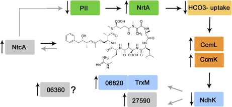 Fig. 7.