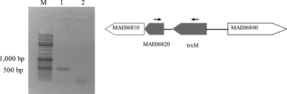 Fig. 5.