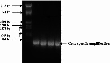 Fig. 5