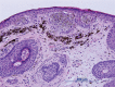 Figure 2B.