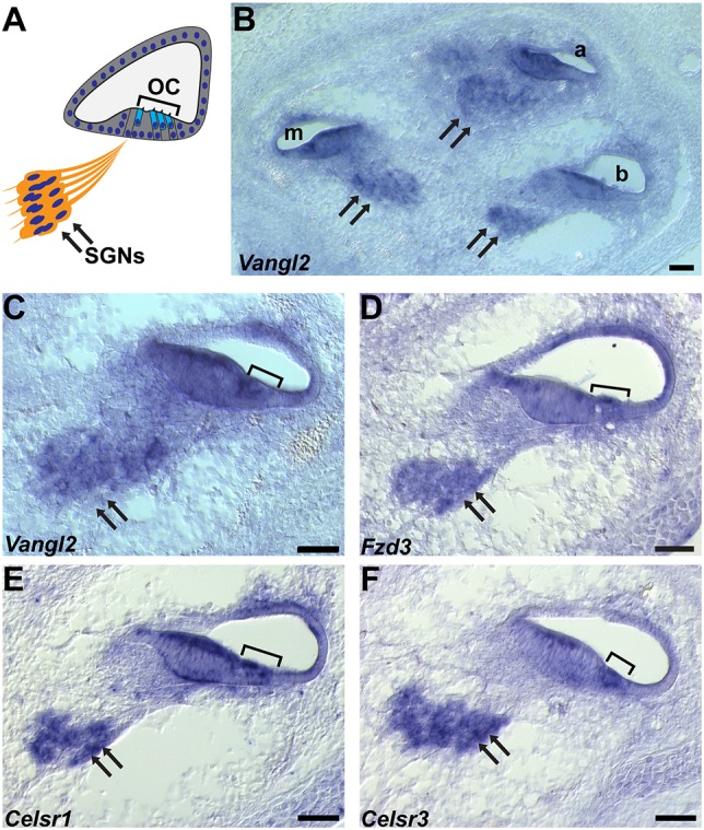 Fig. 2.