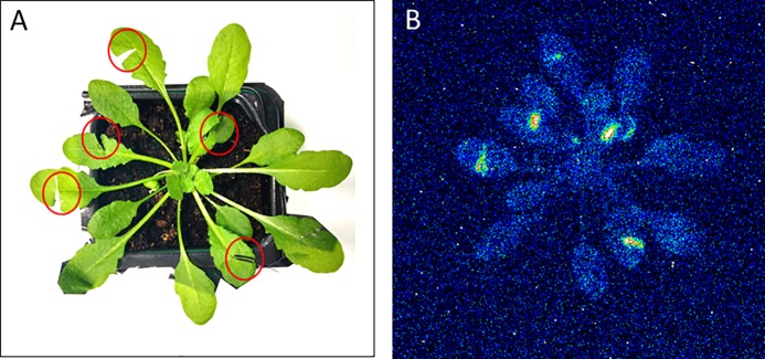 Figure 4