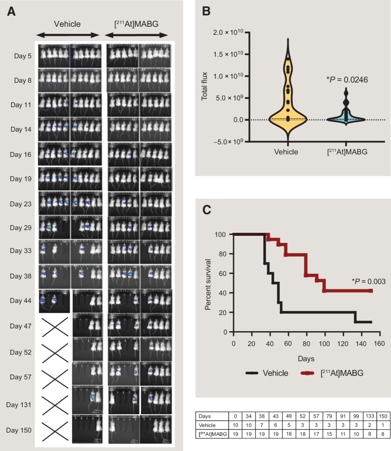 Figure 4. [211At]MABG delays tumor progression in a minimal residual disease model of neuroblastoma. A, Bioluminescence images of NSG mice injected intravenously via tail vein with 1 × 106 IMR-05NET/GFP/LUC cells. Briefly, 1 million IMR-05NET/GFP/LUC neuroblastoma cells were injected via tail vein into NSG mice at day 0 and intraperitoneal injections of four fractionated doses of [211At]MABG. 12.9 MBq/kg/fraction (0.35 mCi/kg) over 11 days were started from day 5 along with thyroid protective SSKI drops (1 mg/kg). Each column represents one mouse and each row represents timepoints, as indicated. Shown here are 10 mice from the vehicle group and only 10 representative mice (of n = 19) from [211At]MABG treated group. Subsequent empty spaces represent mice that had reached tumor endpoint. B, Violin plots show the distribution of total flux (photons/second) integrated over the region of interest among vehicle (n = 10) and [211At]MABG treated group (n = 19) during the course of these studies. Data analysis was done for all the mice enrolled in the vehicle (n = 10) and treated group (n = 19) even though only 10 representative mice in treatment are shown here. [211At]MABG treated group shows decreased dissemination of tumor cells as compared with controls. C, Kaplan–Meier survival curve for vehicle and [211At]MABG treated group is shown. Log-rank P value was 0.003. Survival estimates in the treated group at day 60 was 0.79 [95% confidence interval (CI), 0.53–0.92] versus 0.20 (95% CI, 0.03–0.47) in the vehicle group; at day 90 treated group was 0.58 (95% CI, 0.33–0.76) vs. 0.2 (95% CI, 0.03–0.47) in the vehicle group and at day 150 treated group was 0.42 (95% CI, 0.20–0.62) versus 0.1 (95% CI, 0.01–0.36) in the vehicle group.